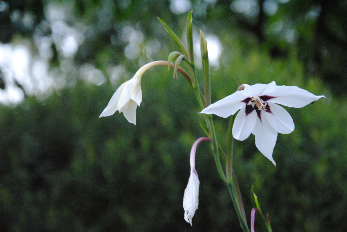 Ацидантера у меня в саду. Фото автора