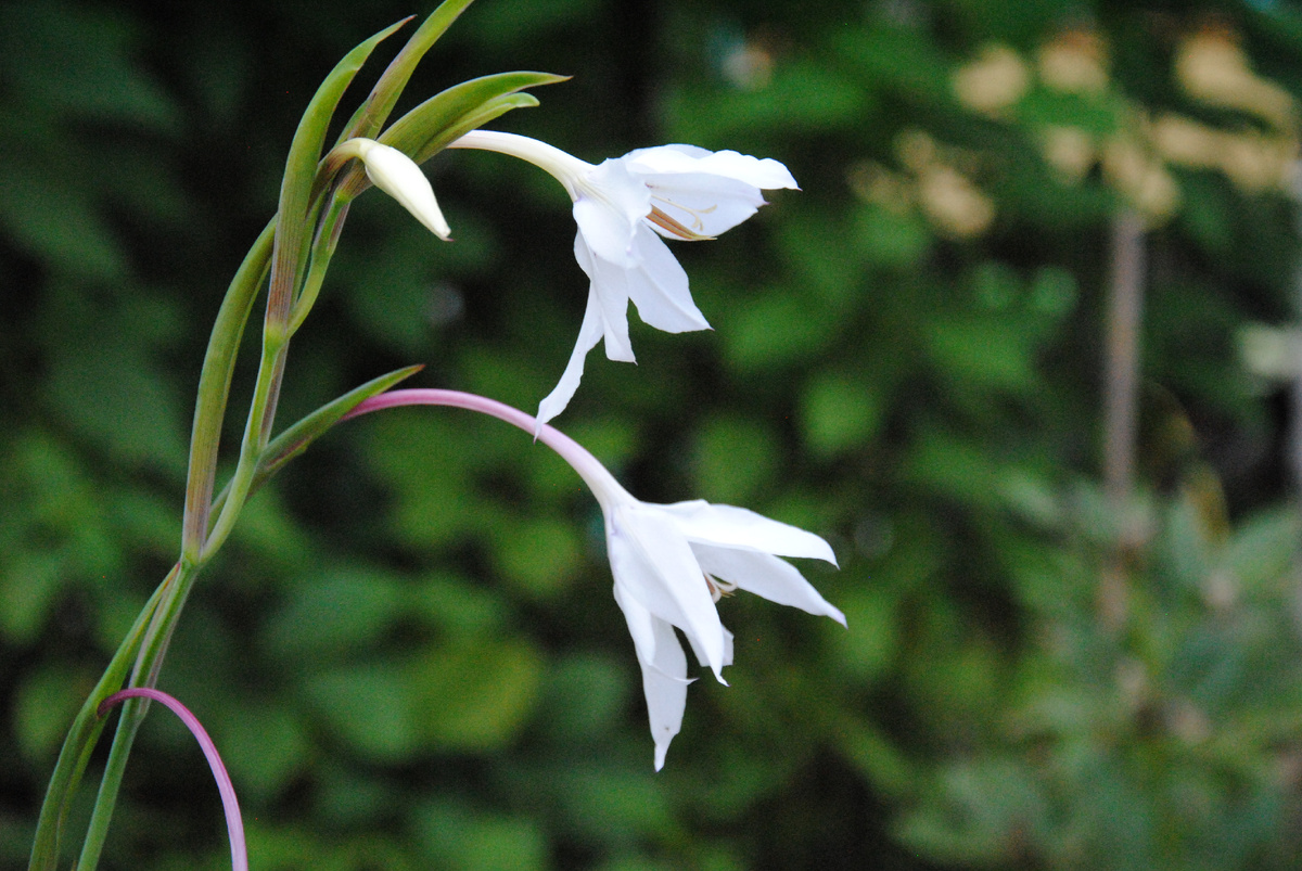 Ацидантера у меня в саду. Фото автора