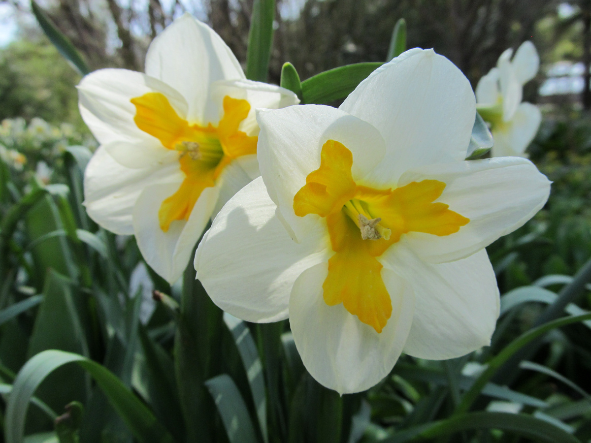 Нарциссы