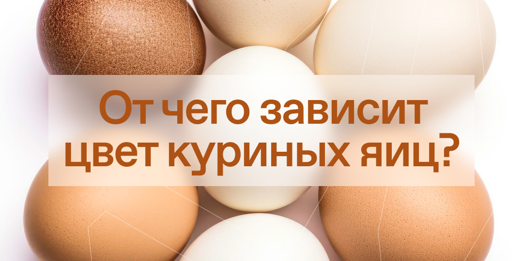 От чего зависит цвет куриных яиц?