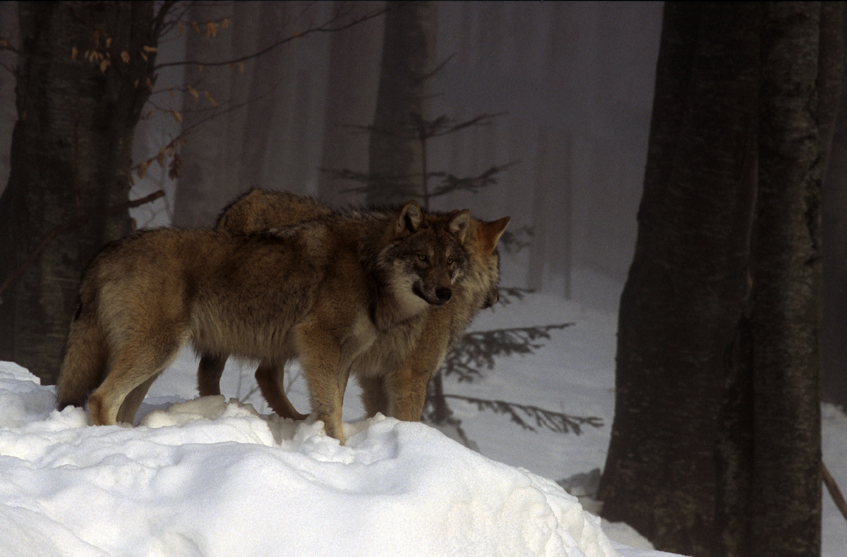 Фото: Konstantin Mikhailov/Russian Look