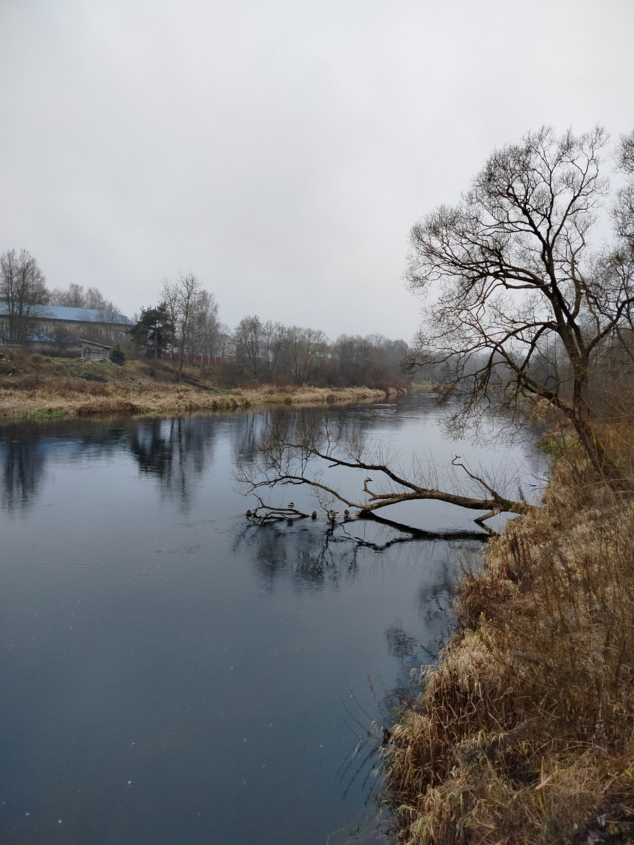 Утки сидят на упавшем дереве