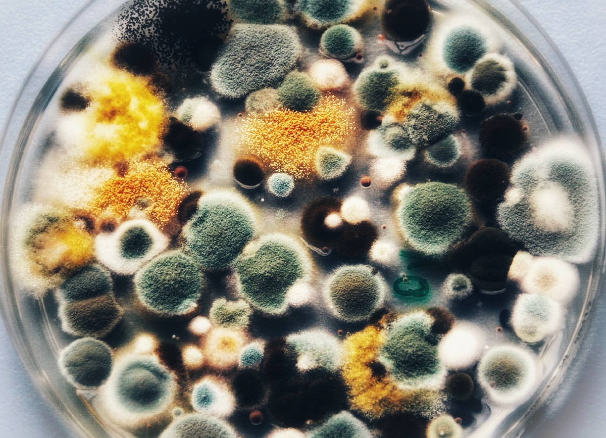 Разные виды плесени имеют свой цвет, который определяется цветом их спор