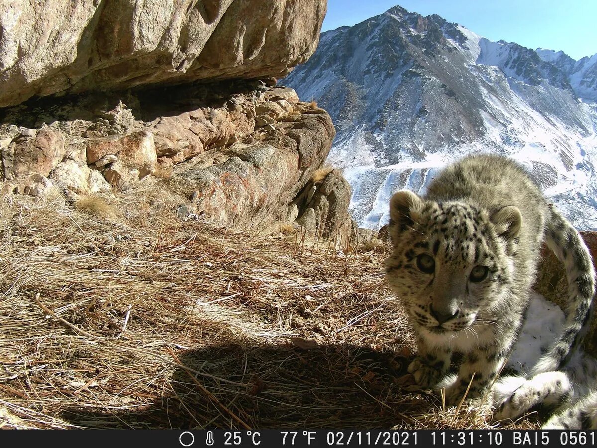 © Заповедник «Байбоосун». В заповеднике Байбоосун фотоловушка запечатлела детенышей снежного барса.