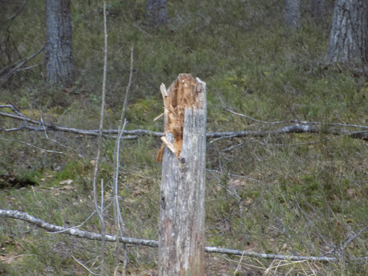 Указательный столб 135/136 (о. Соловецкий)