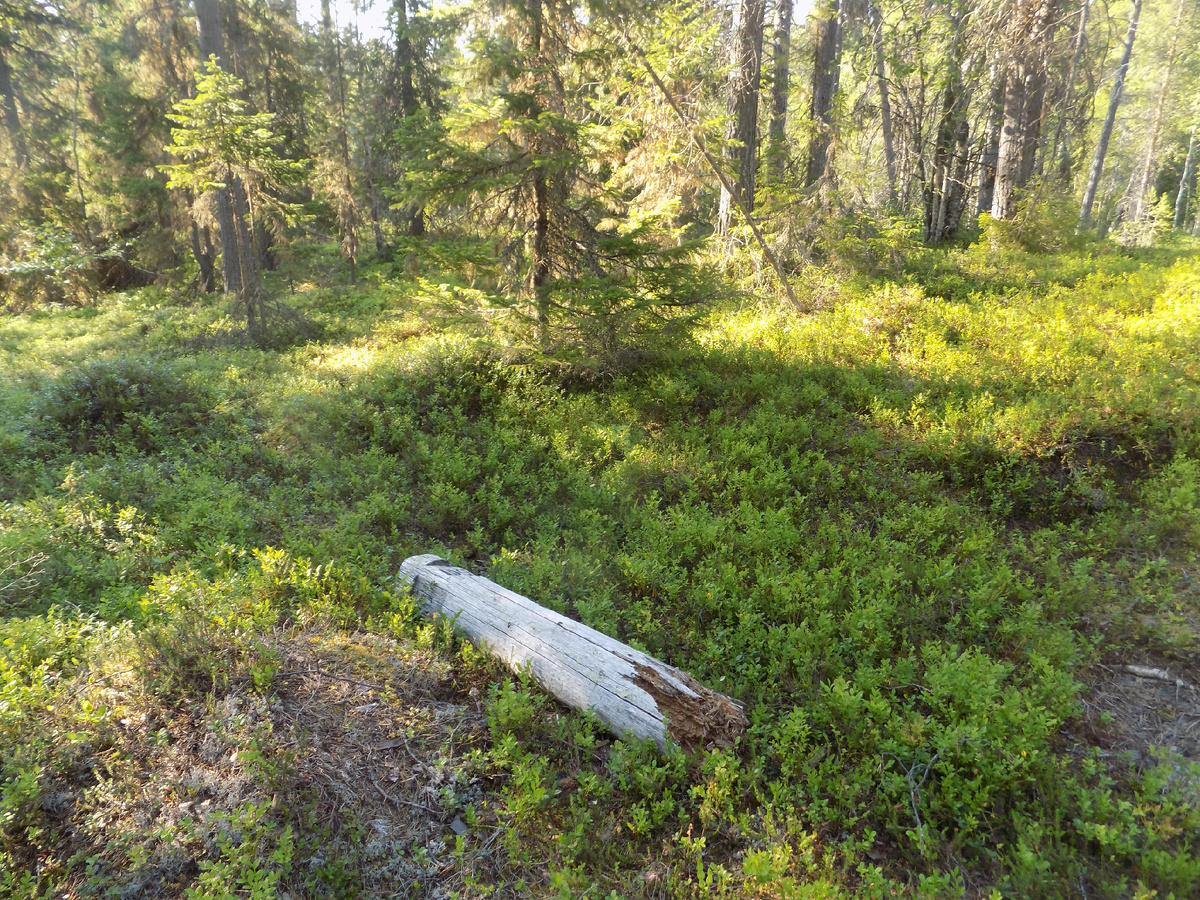 Квартальный столб 158/159/163/164 (о. Соловецкий)