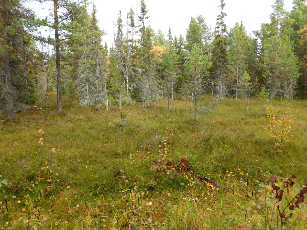 Указательный столб 155/156 (утраченный) (о. Соловецкий)