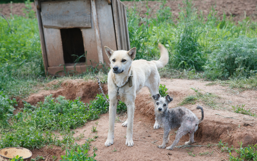    Глава Удмуртии: «Не дадим закрыться приюту «Кот и пес»