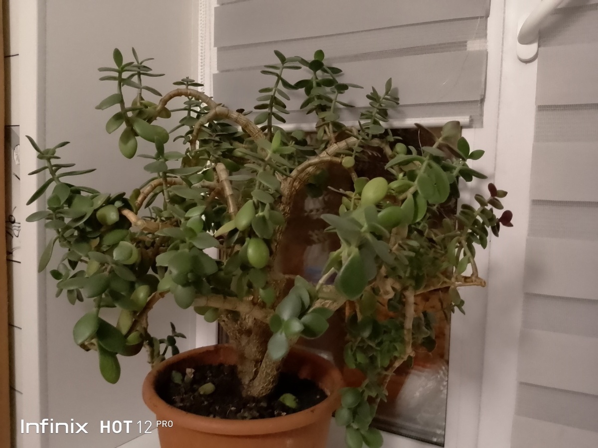 мое старенькое денежное дерево