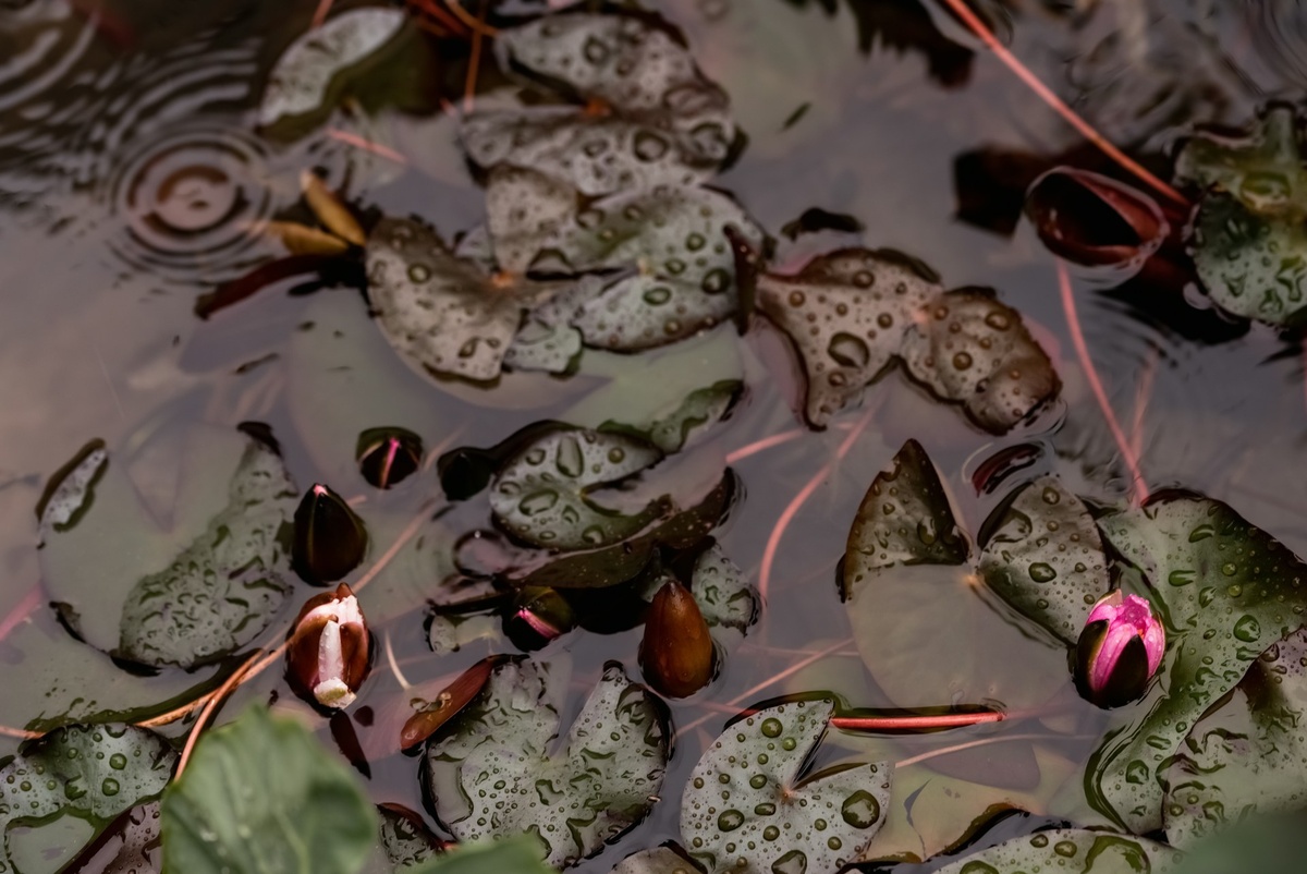 Фото: laura adai / Unsplash