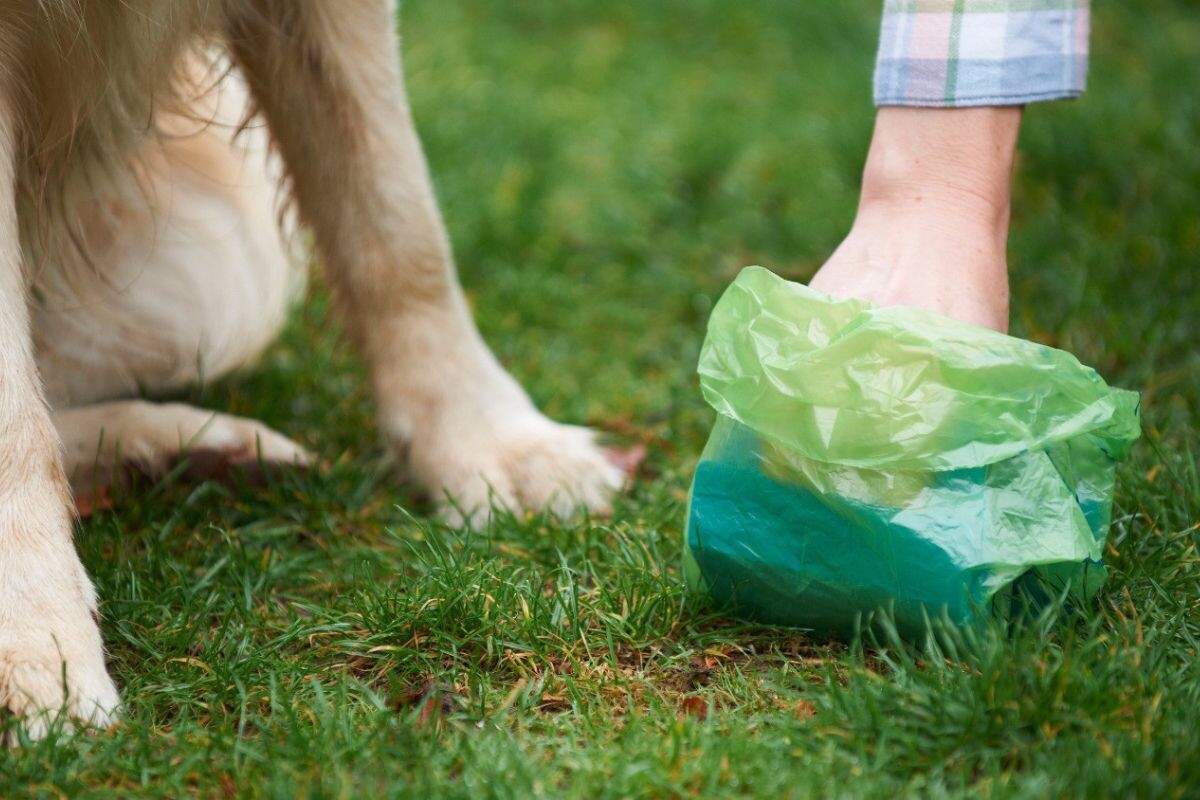 Белый кал у собаки 