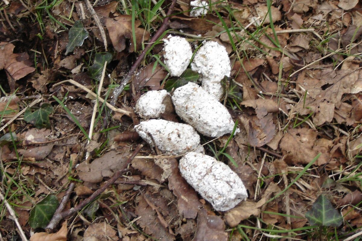 Почему у собаки белый кал