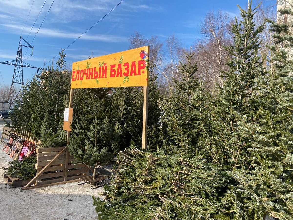 В Екатеринбурге в середине декабря откроются елочные базары.  Фото: ФедералПресс