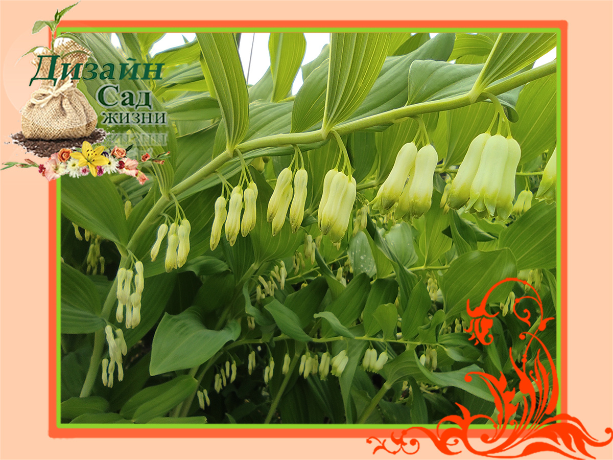 Растения без хлопот: КУПЕНА