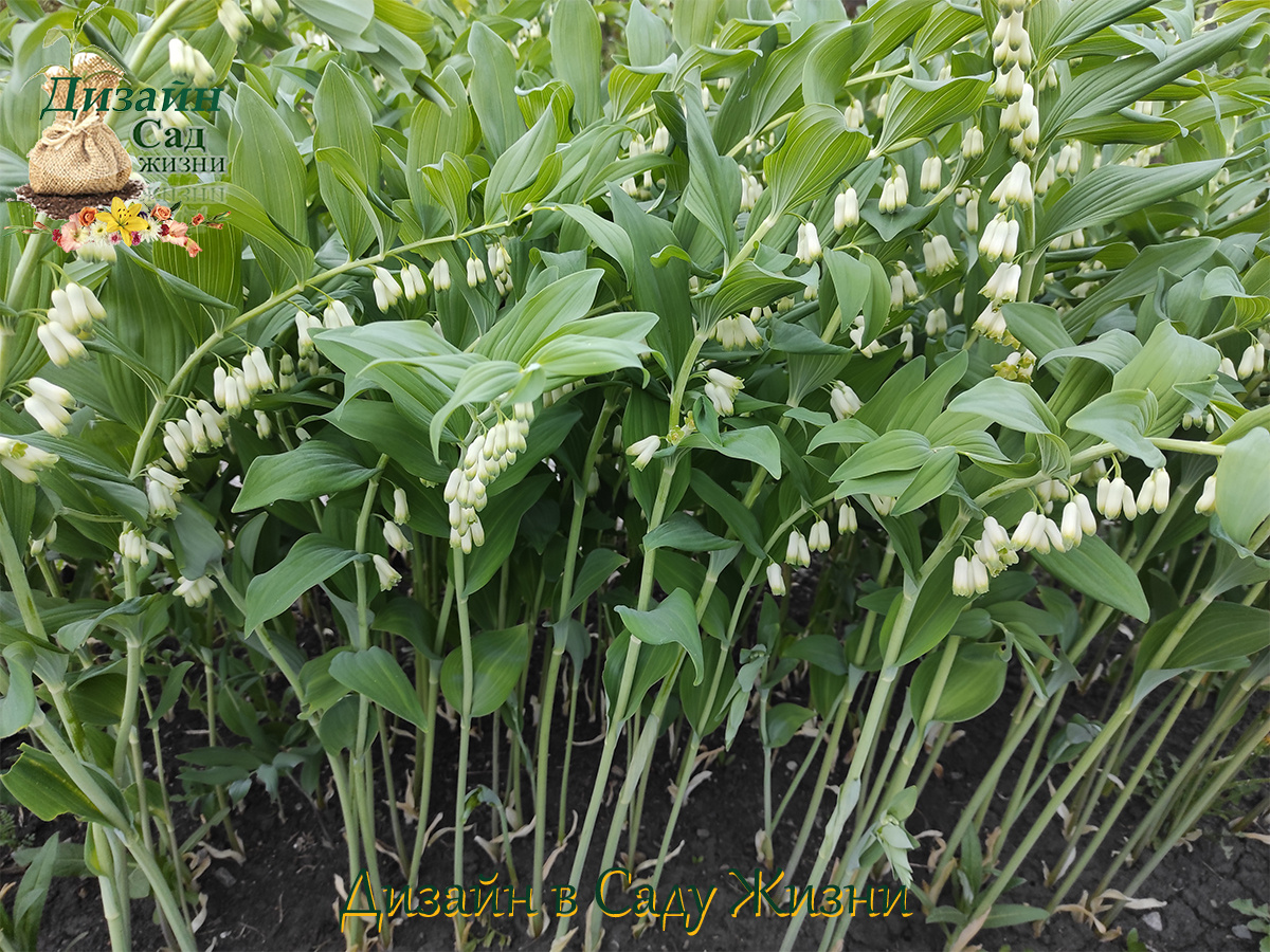 Растения без хлопот: КУПЕНА