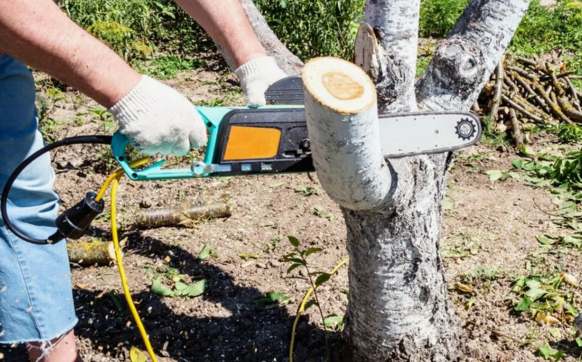 Источник фото: ogorod.ru