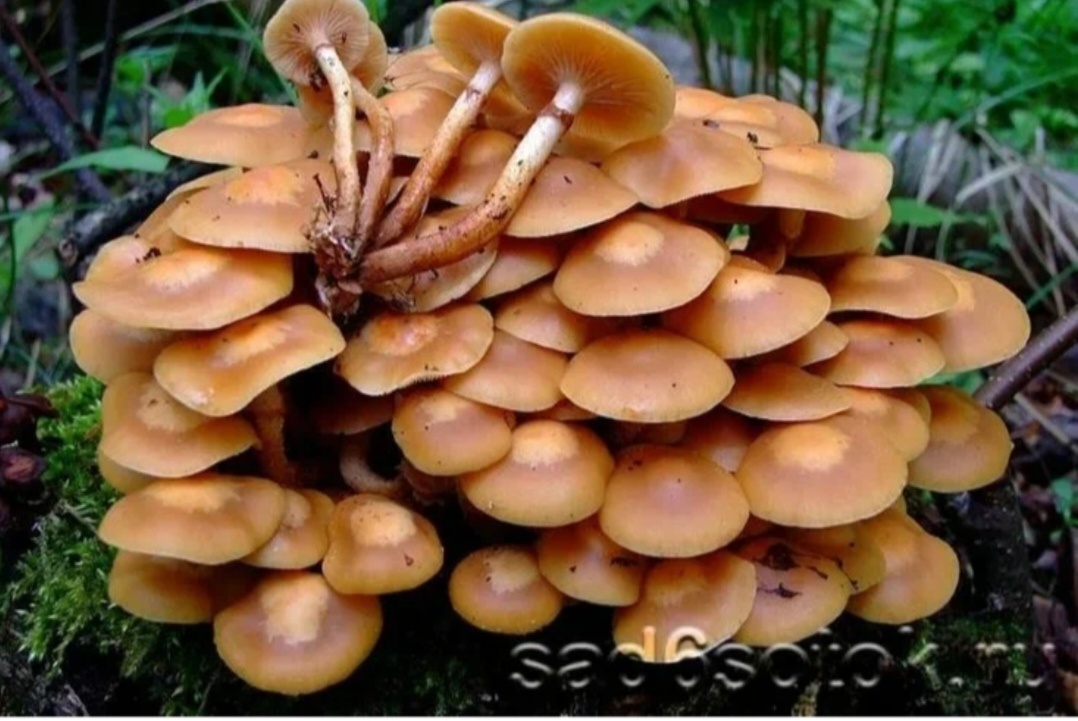 Фото из свободного доступа