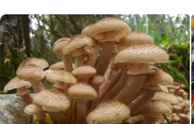 Фото из свободного доступа