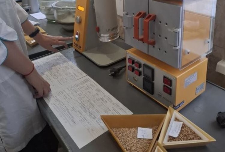    Целенаправленная работа с семенным фондом зерновых – залог высоких урожаев