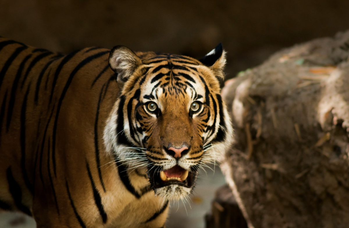 Фото: Unsplash
Фото: Unsplash