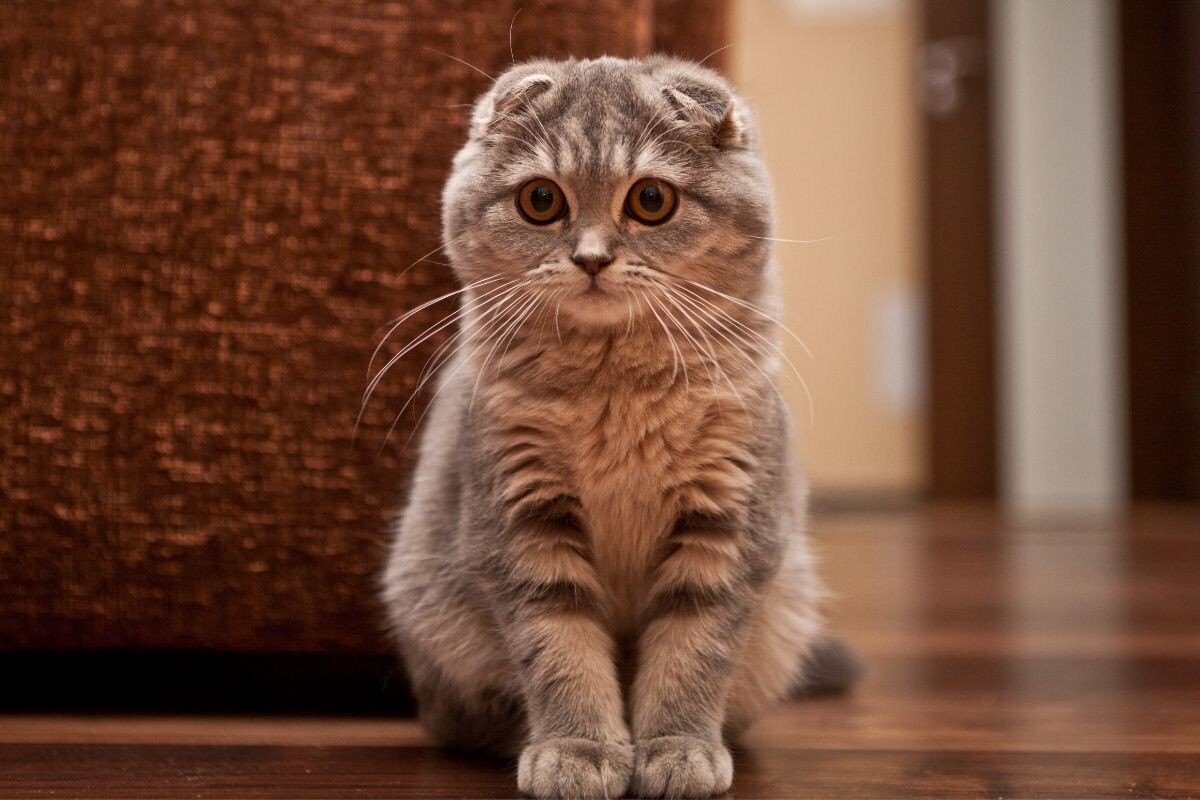 Шотландская вислоухая кошка