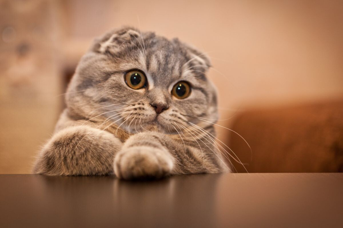 Скоттиш-фолд