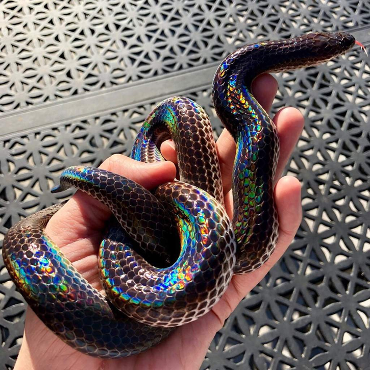 Фото змейки с сайта https://terrarium-online.com/