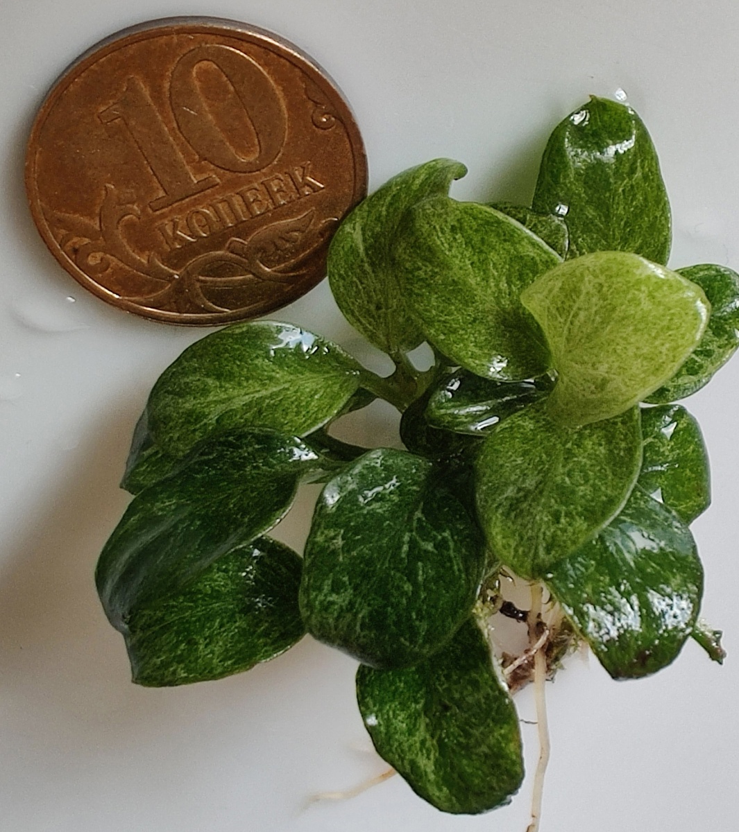 Первое растение, котороеиз теплицы было отобрано Андреем Люцко. из множества Anubias barteri var nana "Petite".  Фото Андрея Люцко. 