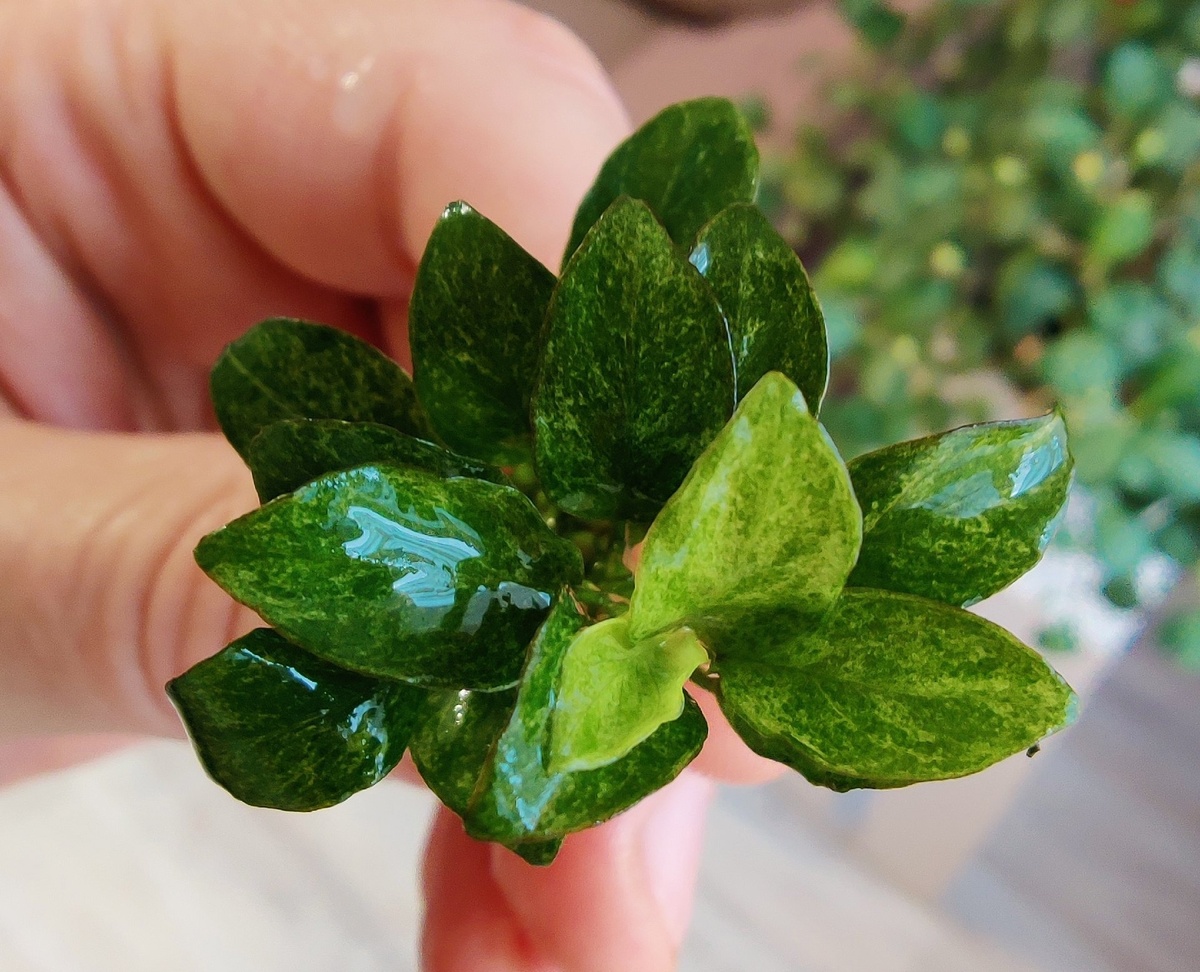 Фото Андрея Люцко 