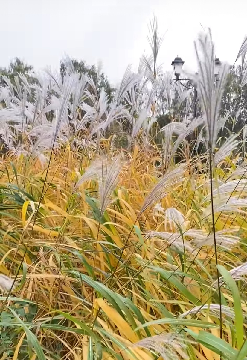 Мискантус сахароцветковый