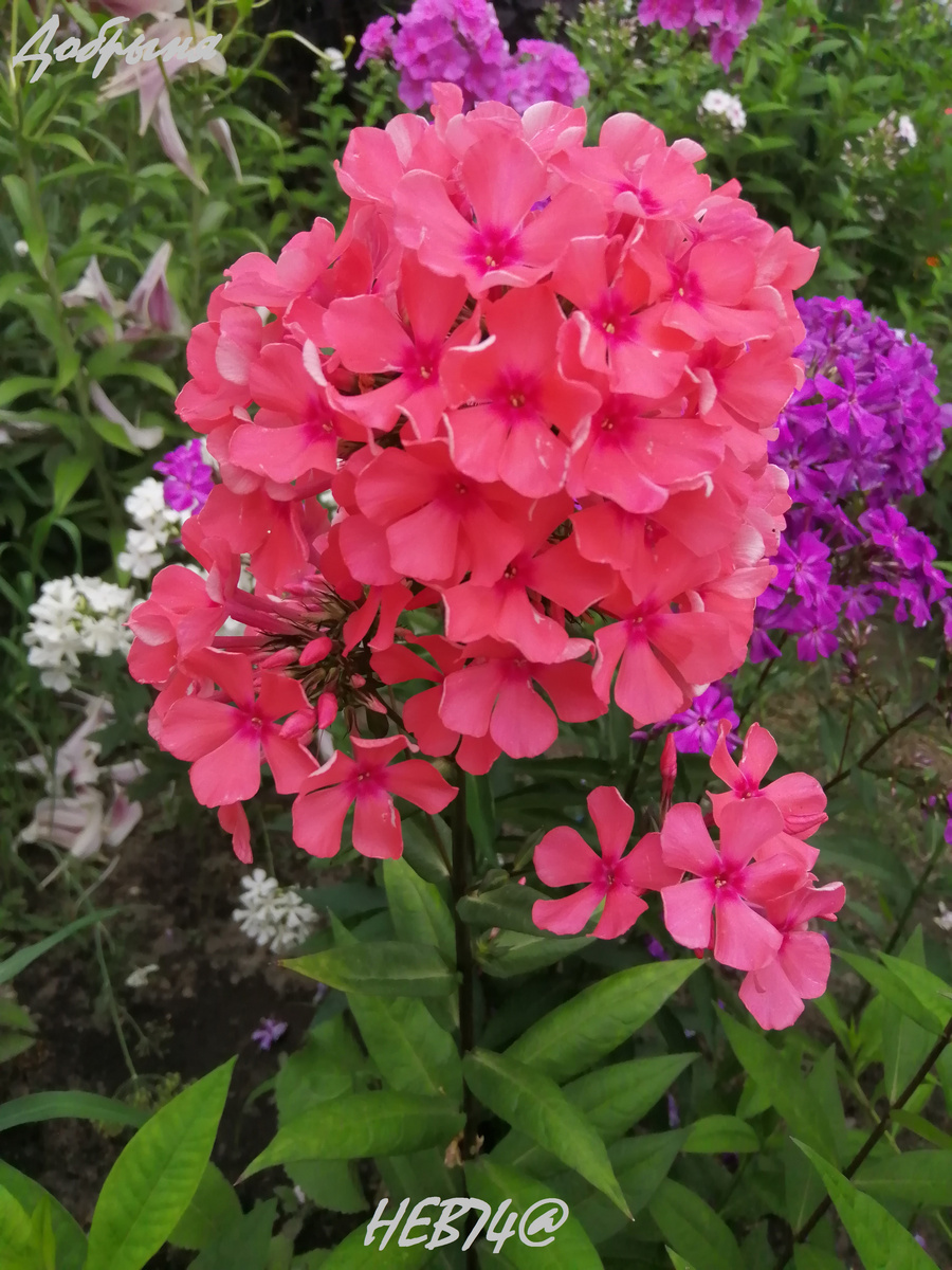 Добрыня у меня в саду