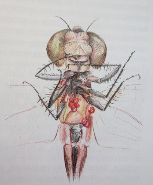 Рисунок стрекозы выполнен О.А. Мороз. Опубликован в книге В.Б. Вербицкого «Подзеркалье, или Таинственный мир водоема»)