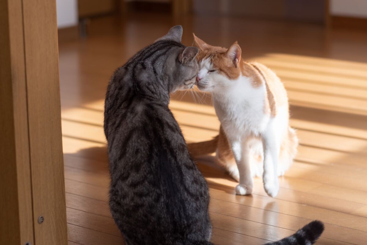 Как подружить кота и кошку в одной квартире