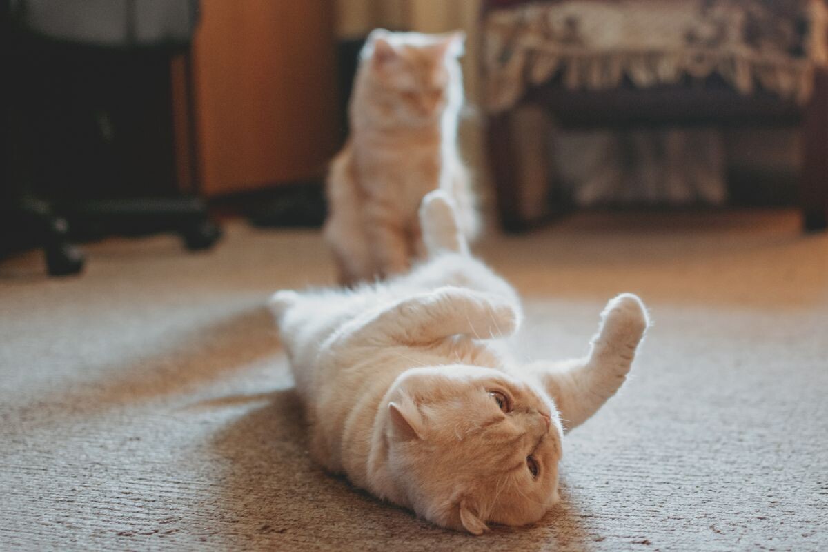 Две домашние кошки 