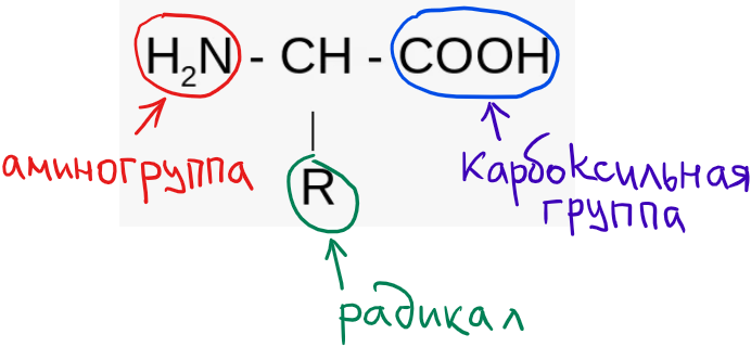 Структура аминокислоты