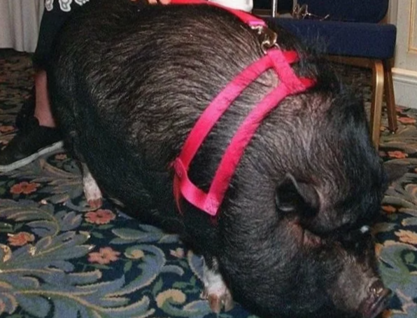 Режим турбо-пылесос активирован!