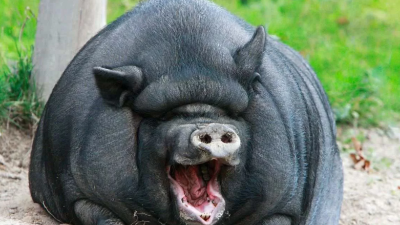 Съел шоколадку перед сном: