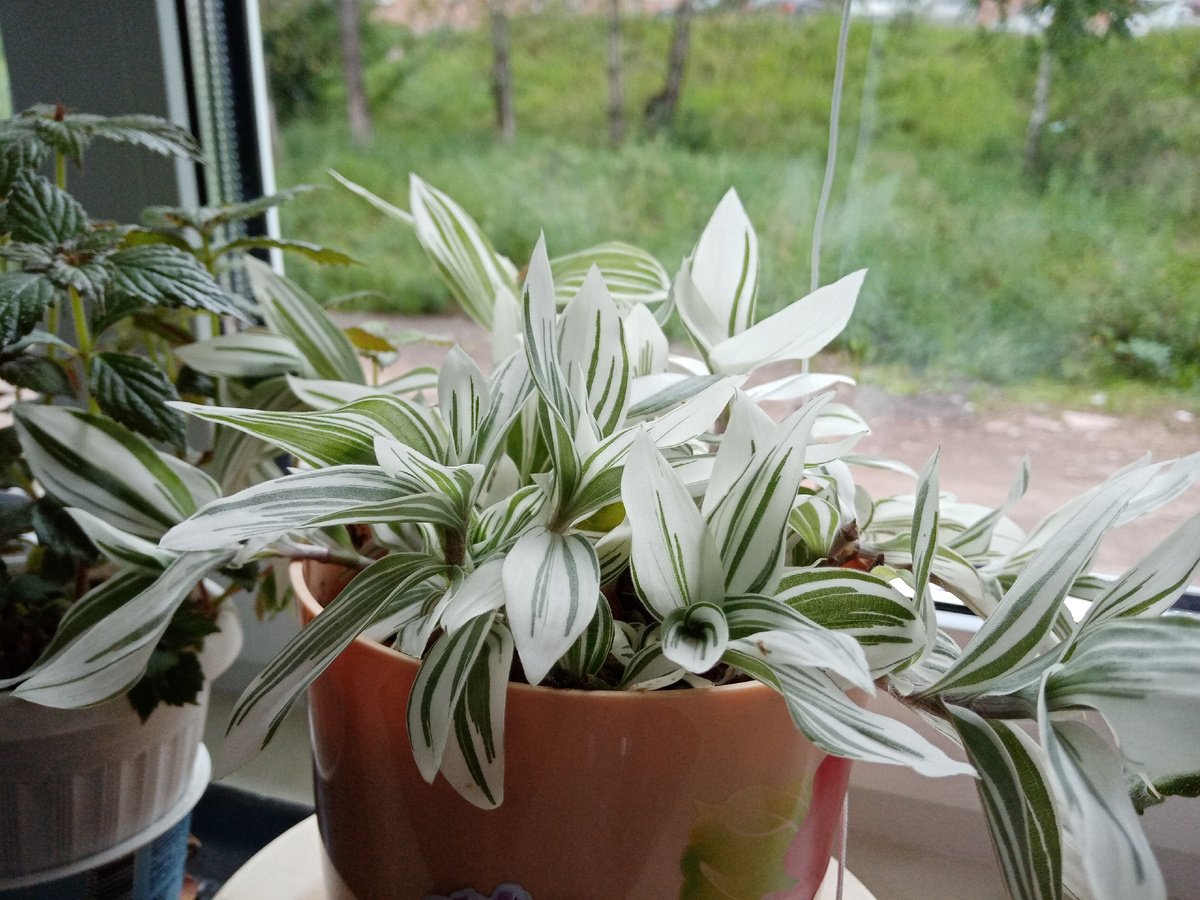 Традесканция Альба фото автора