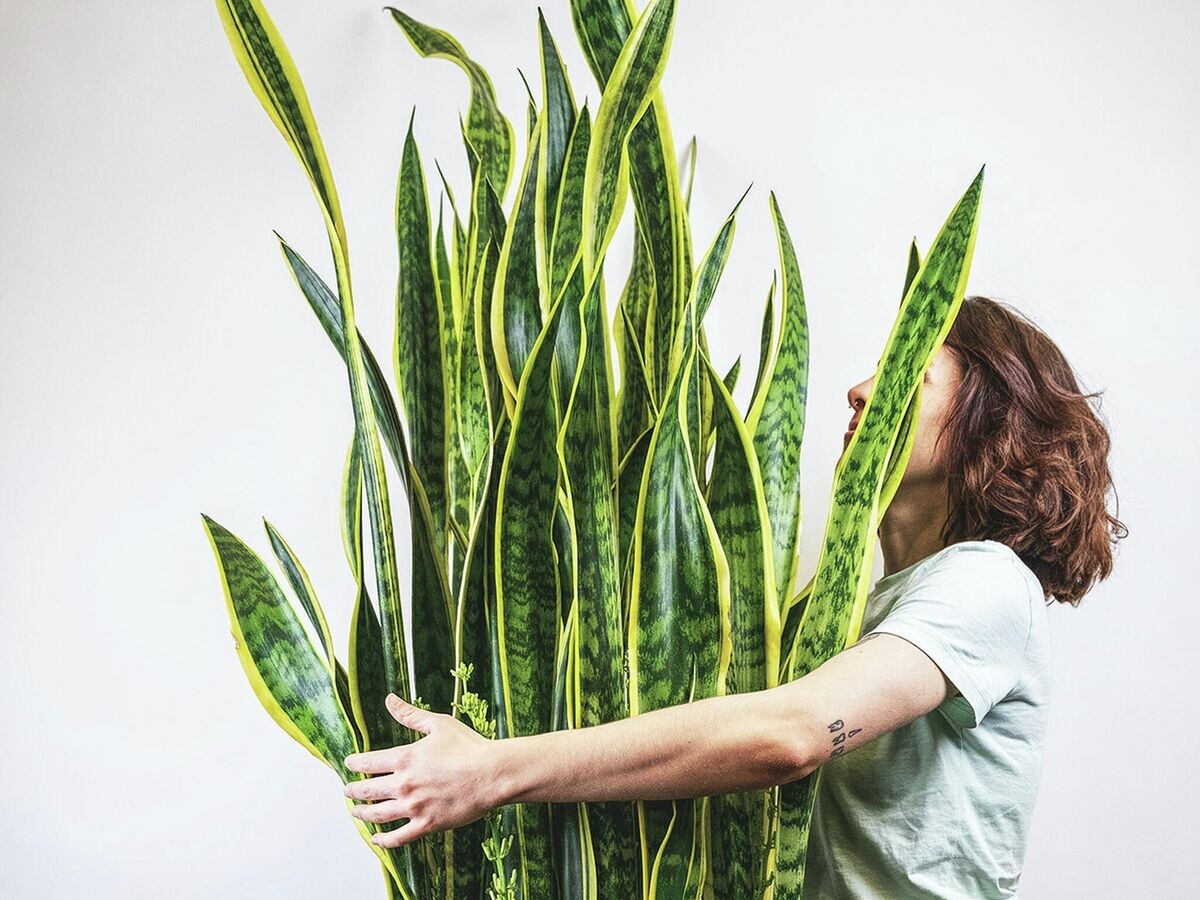    Сансевиерия© Фото : Unsplash/Severin Candrian