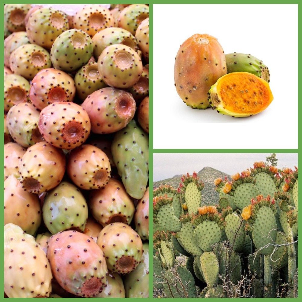 Плоды опунции 