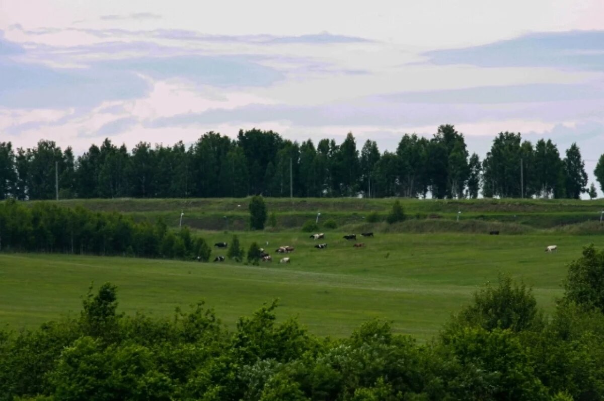    Власти Кубани помогут животноводам с местами для пастбищ