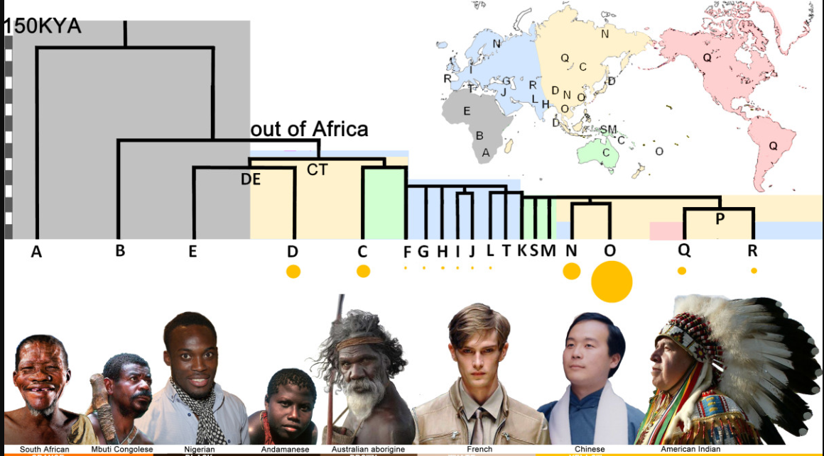 Эволюция гаплотипа и фенотипа человека (Homo Sapiens). Картинка из ОИ.