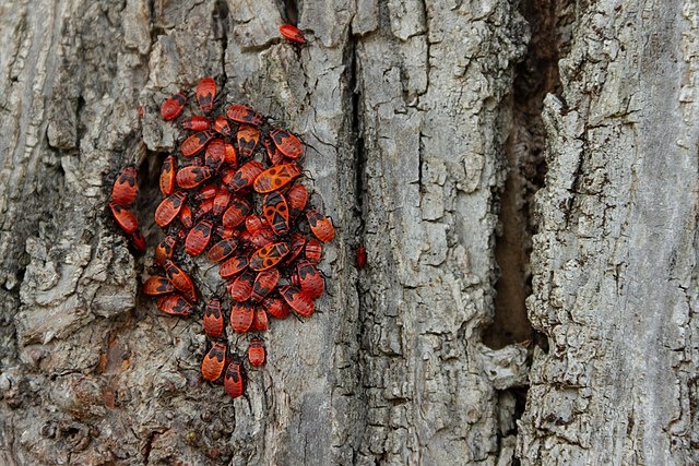 Как избавиться от клопов?