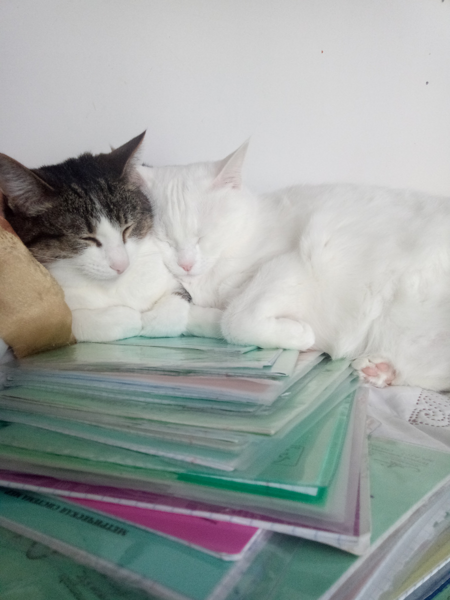 Вася и Бася. 