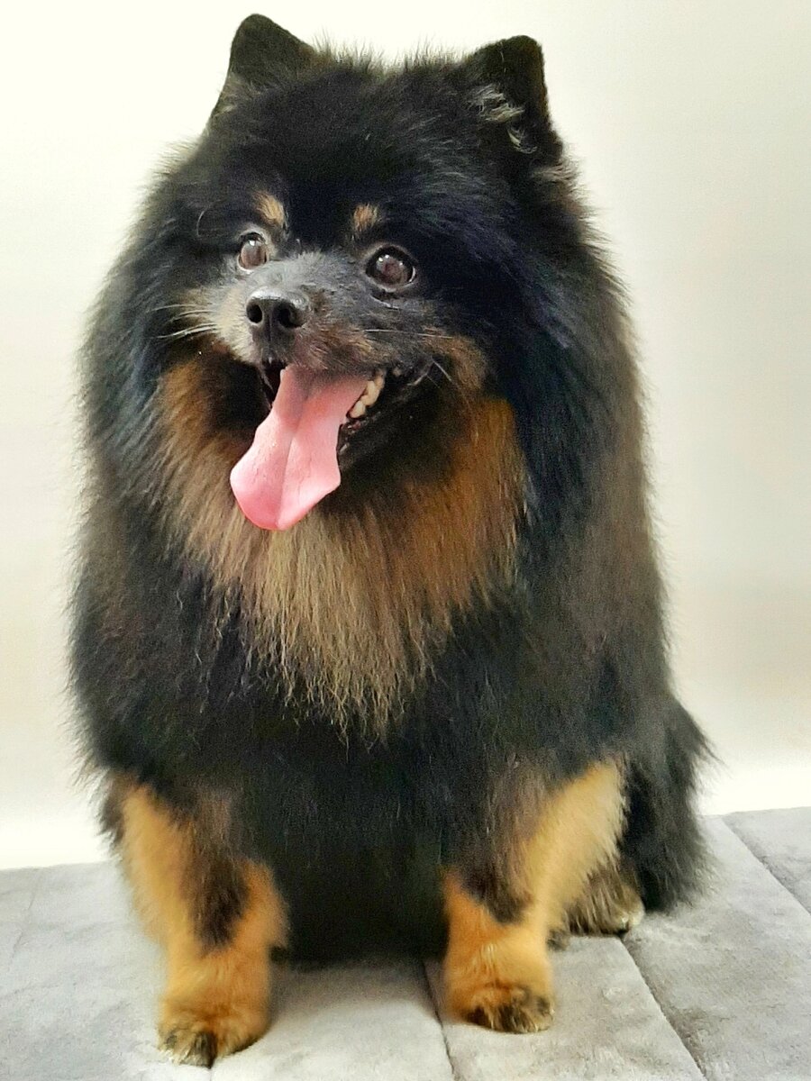 Винни Пух Милый друг (домашняя кличка Мика) 