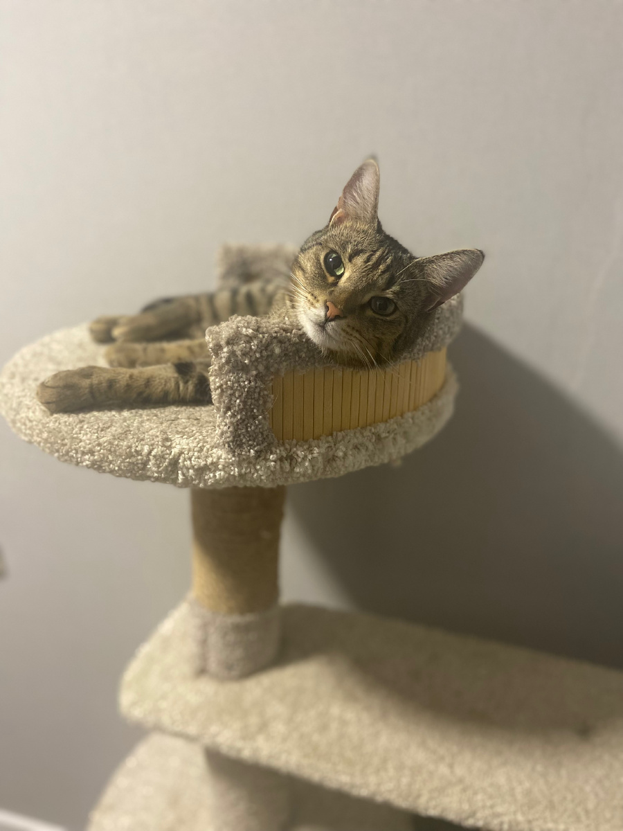 Кошенька: «Мы хоть и не домофоны, но на нас весь мир зациклен»