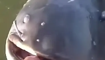 Фото с сайта: https://i.mycdn.me/videoPreview?id