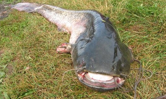 Фото с сайта: https://avatars.dzeninfra.ru