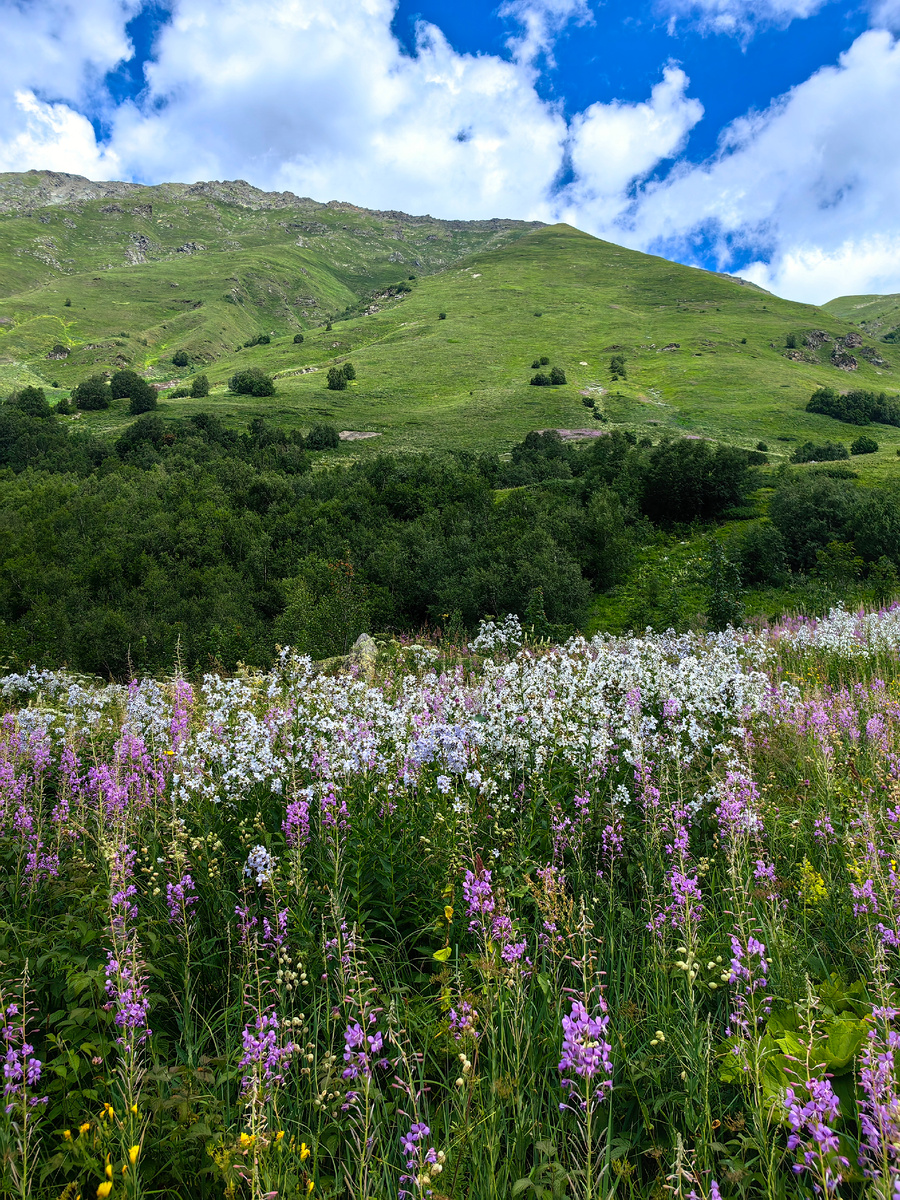 Июльское цветущее богатство ущелья Домбай-Ульген. Домбай, КЧР