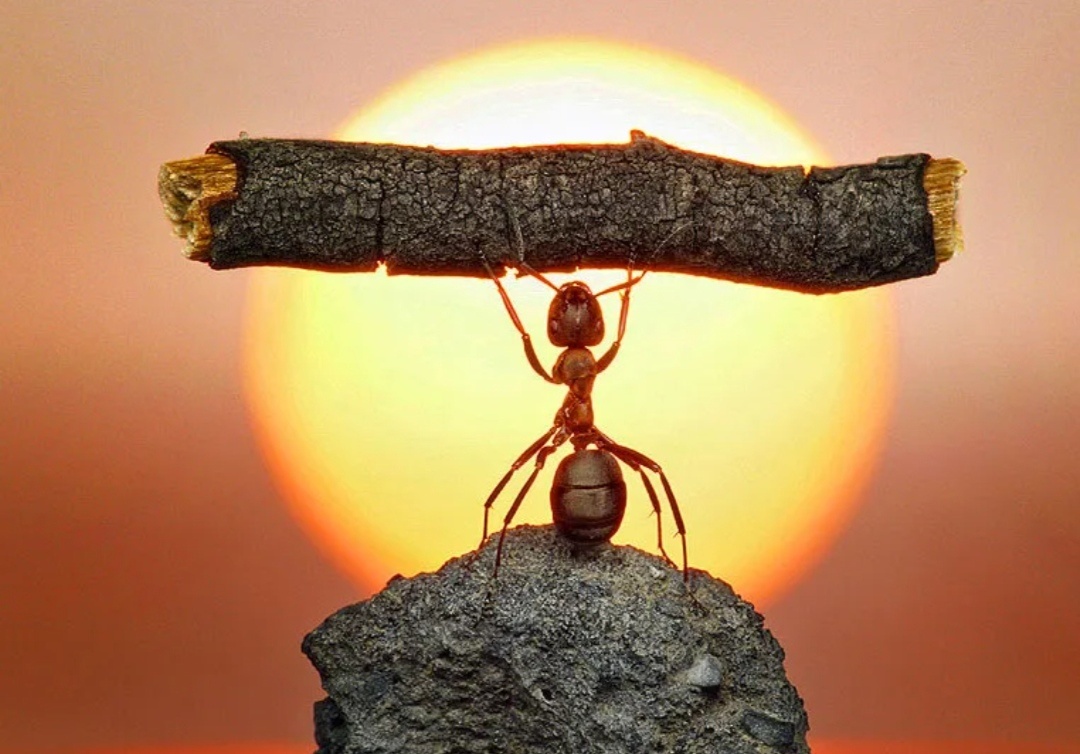 Яндекс картинки 